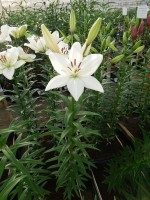 [4035 Bright Diamondo No01.JPG]